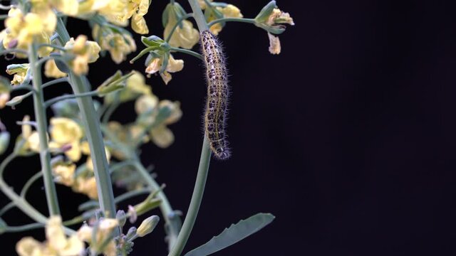 Cabbage butterfly caterpillar on green broccoli with yellow flowers on a black background, close up, macro. Caterpillar eats plants