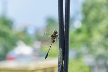 Naklejka premium Dragonfly on a wire