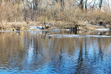 Wild ducks swim in the river