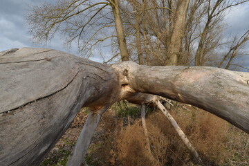 An old fallen tree near the river bank.