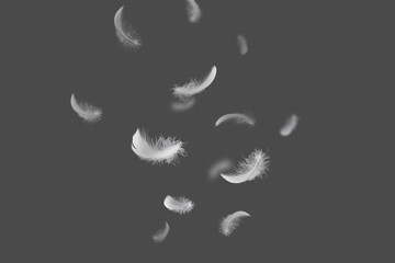Abstract. Soft and Light Fluffy white Feathers Falling in The Air. Dark Gray Background.