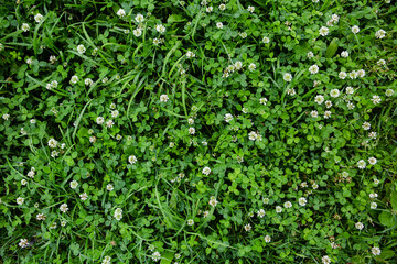Top view of white clover in green grass
