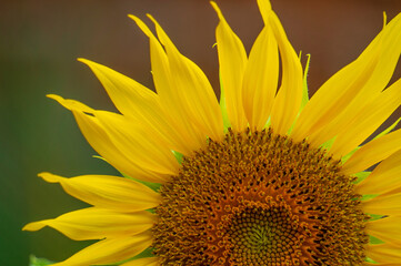 Naklejka premium A beautiful blooming sunflower