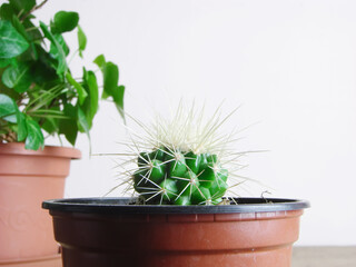 Close-up of a small home cactus