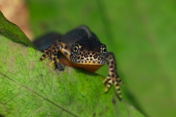 Ichthyosaura alpestris underwater using macro lens