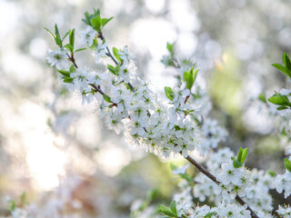 Cherry branch with white flowers