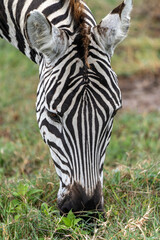 Naklejka premium Plains zebras (Equus quagga) grazing in Ngorongoro, Tanzania.