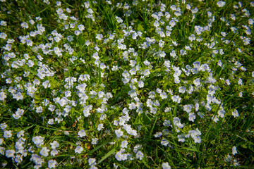 Garden chamomiles. White flower on green grass. Summer floral background. Wild camomile in grass. Gardening and Agriculture