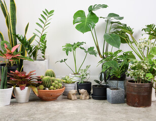 House plants in modern stylish container on cement floor and elephant statue in white room,natural air purify with Monstera,philodendron selloum, Cactus,Aroid palm,Zamioculcas zamifolia,Ficus Lyrata