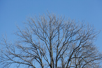 Kahler Baum mit Ästen im Winter
