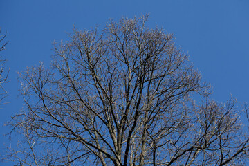Kahler Baum mit Ästen im Winter