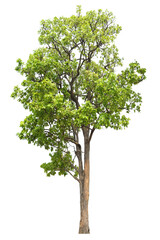 green tree side view isolated on white background  for landscape and architecture layout drawing,...