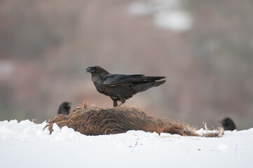 Bird black raven sits on the skin of a boar. Corvus corax