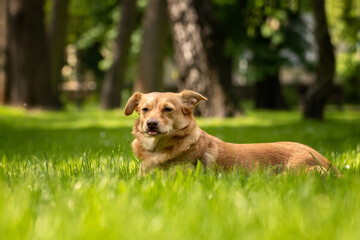 Dog © zbigniew