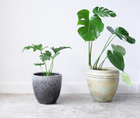 Various house plants in modern stylish containeron on cement floor in white room,natural air ir purify with Monstera,philodendron selloum, Aroid palm,Zamioculcas zamifolia,Ficus Lyrata