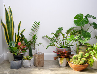 Various house plants in modern stylish container on cement floor in white room,natural air purify with Monstera,philodendron selloum, Aroid palm,Zamioculcas zamifolia,Ficus Lyrata with copy space