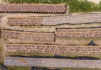 fish being dried in the sun top down drone shot in sri lanka (dry tuna and dry sardines)