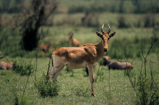 Bubale de Coke, Alcelaphus buselaphu , Tanzanie