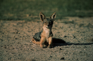 Chacal à chabraque, Canis mesomelas, Afrique