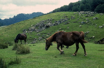 Obraz premium Cheval Comtois, cheval de trait,