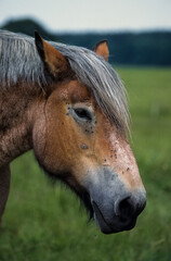 Cheval Comtois, cheval de trait,