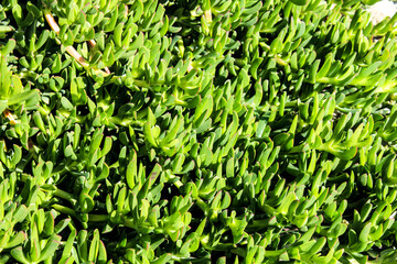 Carpobrotus edulis plant in the garden in spring