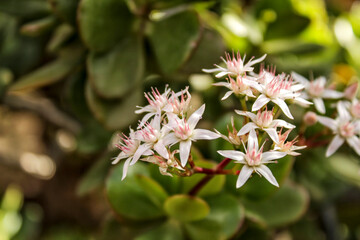 Jade plant, Crassula ovata flowers in the garden