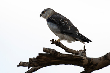Elanion blanc, .Elanus caeruleus, Black winged Kite