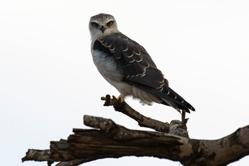 Elanion blanc, .Elanus caeruleus, Black winged Kite