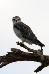 Elanion blanc, .Elanus caeruleus, Black winged Kite