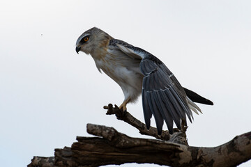 Elanion blanc, .Elanus caeruleus, Black winged Kite
