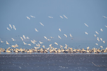 migratory birds on poyang lake