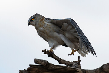 Elanion blanc, .Elanus caeruleus, Black winged Kite