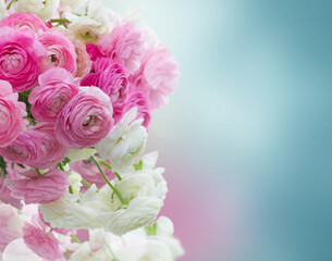 Pink and white ranunculus flowers