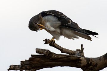 Elanion blanc, .Elanus caeruleus, Black winged Kite