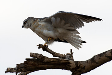 Elanion blanc, .Elanus caeruleus, Black winged Kite
