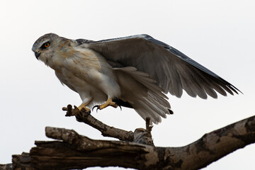 Elanion blanc, .Elanus caeruleus, Black winged Kite