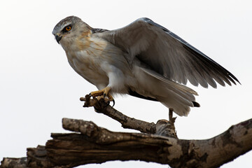 Elanion blanc, .Elanus caeruleus, Black winged Kite