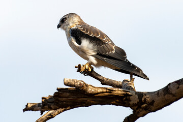 Elanion blanc, .Elanus caeruleus, Black winged Kite
