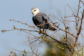 Elanion blanc, .Elanus caeruleus, Black winged Kite