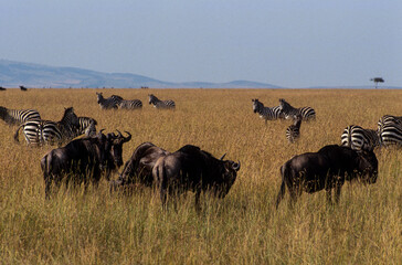 Gnou à queue noire, Connochaetes taurinus, migration, Parc national de Masai Mara, Kenya, Afrique de l'Est