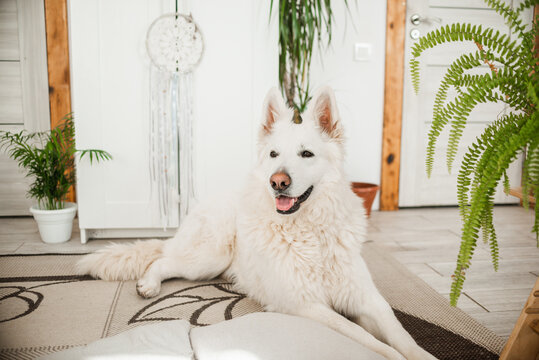 A beautiful dog of the White Swiss Shepherd breed lies on the carpet in the boho home interior. High quality photo