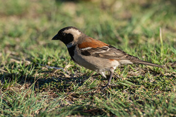 Moineau mélanure,.Passer melanurus, Cape Sparrow