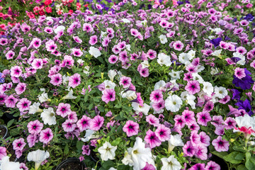 Obraz premium Many colored flowers during seasonal blossoming