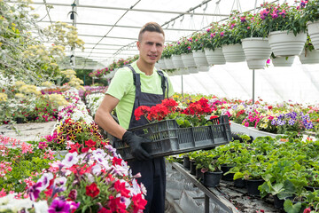 employee caring for flowers carries a box of plants