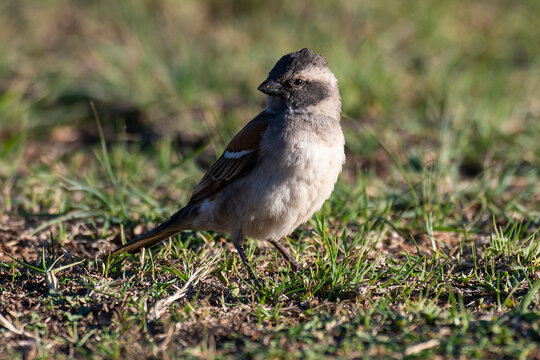Moineau m&eacute;lanure,.Passer melanurus, Cape Sparrow