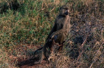 Singe, Babouin jaune, Papio cynocephalus, Kenya