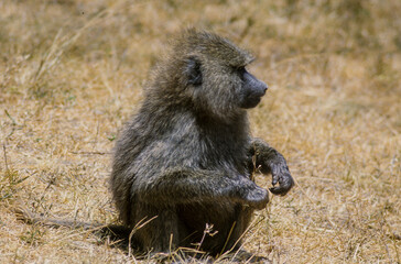 Singe, Babouin jaune, Papio cynocephalus, Kenya