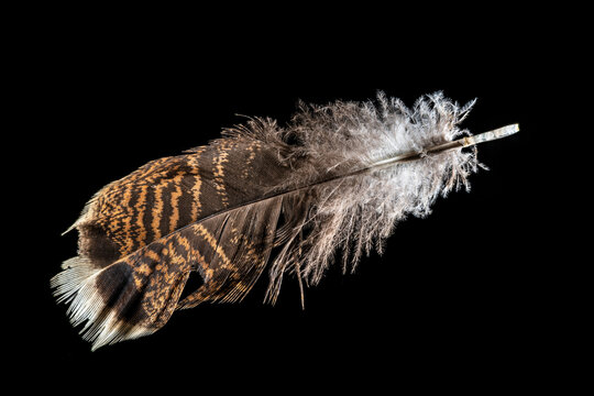 Macro shot of a red-brown turkey feather