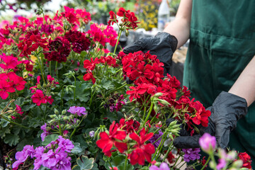 hands in black gloves taking care by colored flowers in hothouse